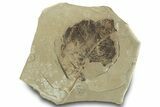Detailed Fossil Leaf (Allophylus) - Insect Predation! #323305-1